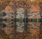 Bald cypress trees reflecting autumn colors in southern swamp, Caddo Lake, Texas. Art Print